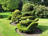 Topiary at Rufford Old Hall