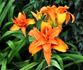 Hemerocallis