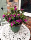 Purple azalea
