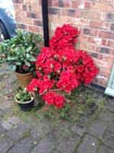 Red azalea