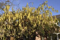 Corkscrew hazel catkins
