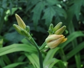 Day Lily gall midge