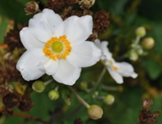 Anemone