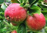 Apple Worcester Pearmain