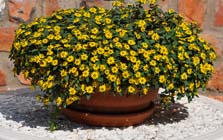 Aspilia Barsilian Gold
