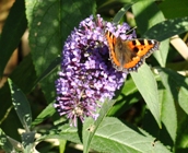 Buddleia