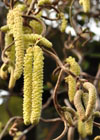Hazel catkins
