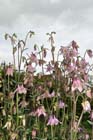 Columbine