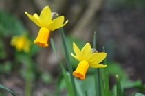 Daffodils