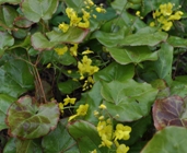 Epimedium