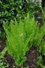 Fern