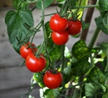 Gardeners Delight Tomatoes