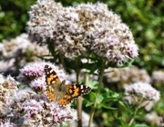 Painted Lady