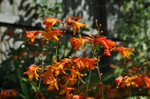 Montbretia