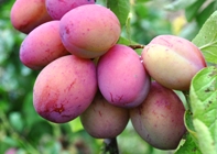 Victoria Plums