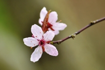 Prunus cerasifera cnigra