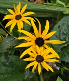 Rudbeckia