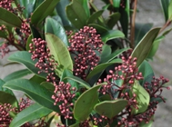 Skimmia japonica rubella