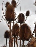 Teasel
