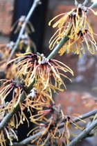 Witch hazel
