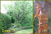 Garden trees