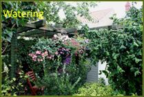 Watering the garden