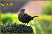 Garden wildlife