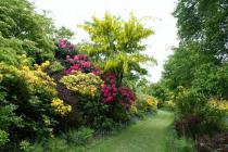 Rhododendrons at Nawton Towers