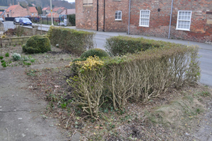 Severe hedge pruning
