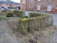 Pruning privet