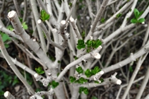 Privet regrowth