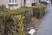 Privet pruning