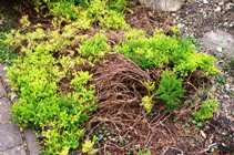 Overgrown heather