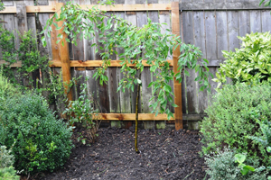 Shrub border