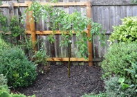 Malus Sun Rival