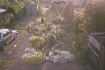 tarmac and plants