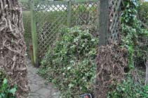 Ivy clippings