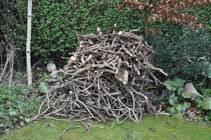 Ivy sticks for kindling