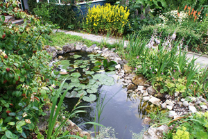 The pond
