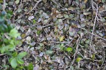 Box blight