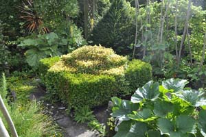 Box blight clearance