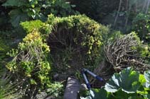 box blight