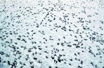Footprints in the snow