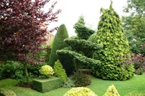 Beech spiral