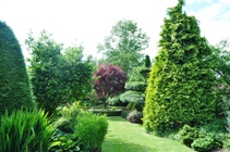 Cypress tree