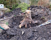 tree stump removal