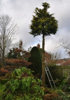 Cypress tree