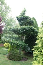 Spiral topiary