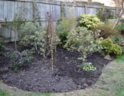 Holly transplants