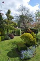 Beech spiral topiary